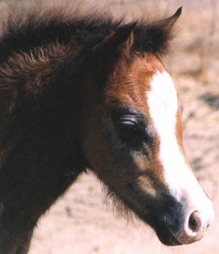 Chaparral's Ladyhawk