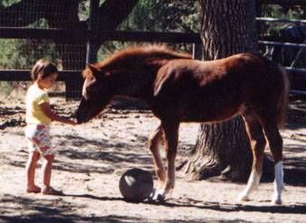 Chaparrals Razzmatazz
Sec. C filly