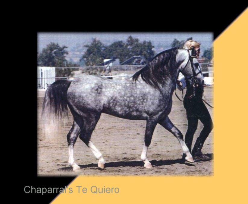 Te Quiero